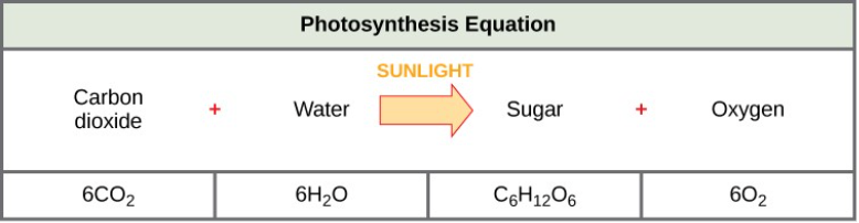 A chart showing the photosynthesis equation as carbon dioxide plus water plus sunlight creates sugar and oxygen.